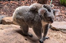 Blue Mountains Day Trip + Sydney Zoo +Three Sisters + Waterfalls