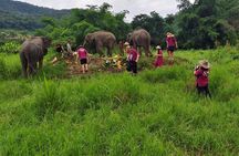 4 highlights: Sticky Waterfall/Elephants/local market /Wat Banden