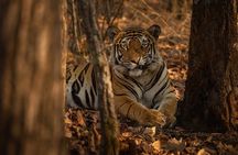 Ranthambore Tiger Safari : Wilderness Experience India