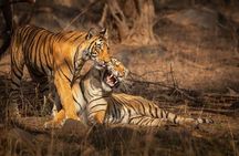 Ranthambore Tiger Safari : Wilderness Experience India