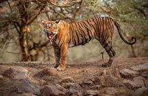 Ranthambore Tiger Safari : Wilderness Experience India