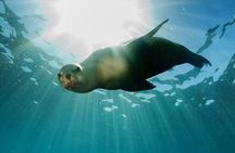 Privately Guided Snorkelling the African Sea Forest, Simonstown