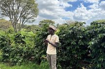 Private Tour to Fairview Coffee Farm Tour with Coffee Testing
