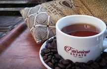 Private Tour to Fairview Coffee Farm Tour with Coffee Testing