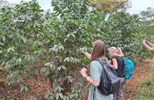 Tour to Fairview Coffee Farm Tour with Coffee Testing