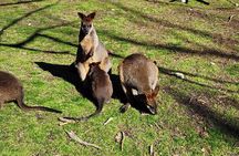 Premium Adelaide Hills Full Day Shore Tour Cruise Port Pick-up