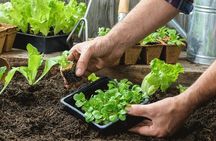 Flavors of the forest: ethnobotanical & culinary experience 