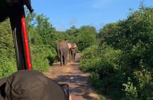 Udawalawa National Park Safari from Ahungalla,kosgoda,bentota