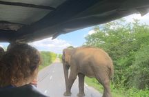 Udawalawa National Park Safari from Ahungalla,kosgoda,bentota