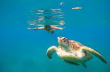 From Marsa Alam: Marsa Mubarak Snorkeling : Sea Turtles & Dugong