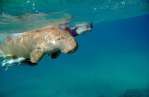 From Marsa Alam: Marsa Mubarak Snorkeling : Sea Turtles & Dugong