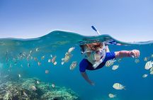 From Marsa Alam: Marsa Mubarak Snorkeling : Sea Turtles & Dugong