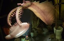 1 Day Customizable Badlands Tour of Drumheller Dinosaurs Hoodoos