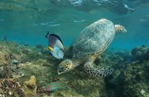 Sharm El Naga Full Day Snorkeling with Turtles & Lunch – Hurghada