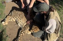 Cape Canopy Ziplining and Cheetah Outreach Tour