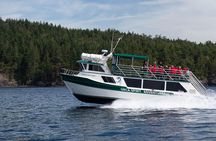 Winter Victoria Whale and Wildlife Covered Vessel Tour