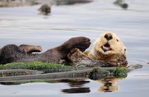 Winter Victoria Whale and Wildlife Covered Vessel Tour