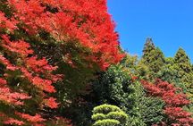 Kyoto Satoyama Cycling with Lunch and English Guide