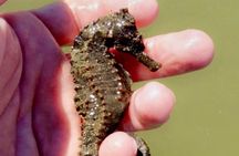 Lovers Key Guided Eco Tour