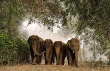 Ethical Elephant Sanctuary Experience with Hotel Pickup