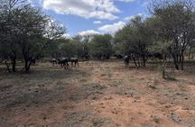 Johannesburg to Dinokeng Big Five Safari Adventure