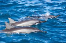 Marsa Alam Dolphin House Full Day Boat Trip Snorkeling Lunch