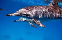 Marsa Alam Dolphin House Full Day Boat Trip Snorkeling Lunch