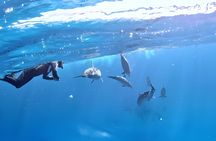 Marsa Alam Dolphin House Full Day Boat Trip Snorkeling Lunch