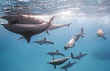 Marsa Alam Dolphin House Full Day Boat Trip Snorkeling Lunch