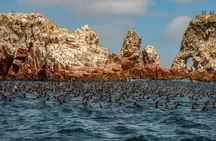 Paracas National Reserve: Private Shore Tour from Pisco 3 Hours