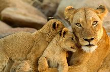 5 Day Kruger National Safari, Panorama & Blyderiver Canyon cruise