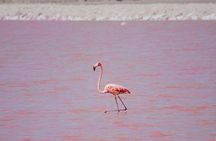Authentic Guided Tour To The Pink Waters of Las Coloradas Yucatan