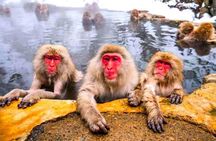 Nagano Snow Monkey Private Full-Day Tour