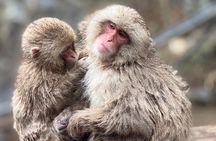 Nagano Snow Monkey Private Full-Day Tour