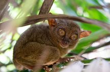 Chocolate Hills Tour Tarsier Loboc River in Bohol