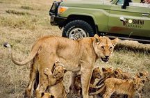 6-Day Majestic Tanzania Safari – All Inclusive