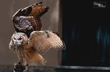 Picnic with limoncello spritz & Falconry Experience in Sorrento