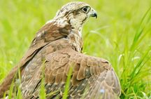 Picnic with limoncello spritz & Falconry Experience in Sorrento