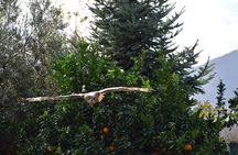 Picnic with limoncello spritz & Falconry Experience in Sorrento