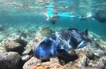 One on One Snorkel Experience