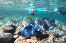Open Group Snorkelling Experience