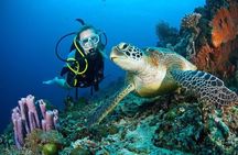 Dubai Jumeirah Scuba Dive Guided Underwater Adventure