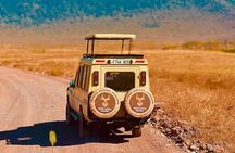 Safari Magic & Local Vibes