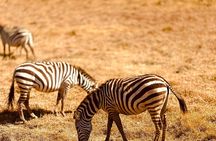 Safari Magic & Local Vibes