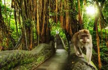 Bali Private Car Charter with English Speaking Driver