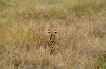 5 Days Safari in Tanzania | Camping and Lodge Safaris 