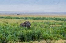 5 Days Safari in Tanzania | Camping and Lodge Safaris 