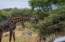 5 Days Safari in Tanzania | Camping and Lodge Safaris 