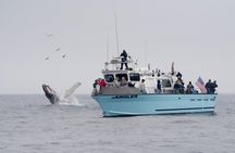 Whale Watching Adventure in Morro Bay
