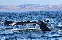 Whale Watching Adventure in Morro Bay